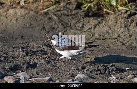 Haus martin (Delichon urbicum) sammelt Stroh für den Nestbau. Alentejo, Portugal, April. Stockfoto