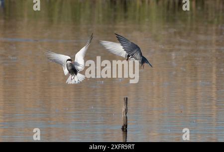 Zwei Whiskered Seeschwalben (Chlidonias hybridus) kämpfen um Barsch, Le Cherine Nature Reserve, La Brenne, Frankreich. April. Stockfoto