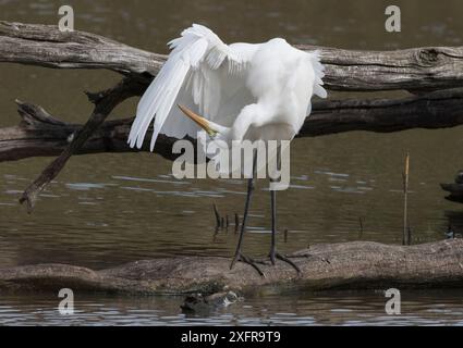 Großer Weißreiher (Egretta alba), der den Flügel vorzieht. Naturschutzgebiet Le Cherine, La Brenne, Frankreich Stockfoto