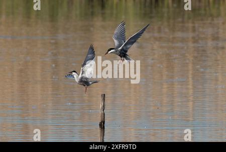 Zwei Whiskered Seeschwalben (Chlidonias hybridus) kämpfen um Barsch, Le Cherine Nature Reserve, La Brenne, Frankreich. April. Stockfoto