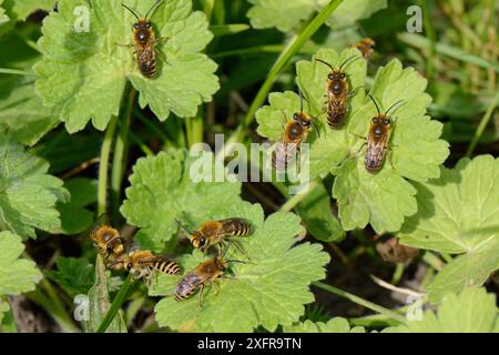 Ivy-Biene (Colletes hederae) Männchen, neu aus Höhlen in einem grasbewachsenen Ufer, warten auf Weibchen, Wiltshire, Großbritannien, September. Stockfoto