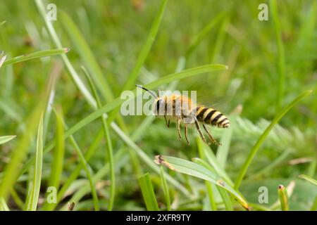 Ivy Bee (Colletes hederae) männlich im Flug, patrouilliert über einem Grasufer auf der Suche nach neu aufgetauchten Weibchen, mit denen sie sich paaren können, Wiltshire, Großbritannien, September. Stockfoto