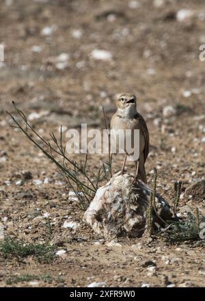 Tawny Pipit (Anthus campestris) auf einem kleinen Stein, Alentejo, Portugal. April. Stockfoto