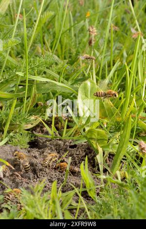 Ifeubiene (Colletes hederae) Männchen im Flug und auf Bodenpatrouillen, wo Weibchen während der Herbstpaarungszeit aus Höhlen auftauchen, Wiltshire, Großbritannien, September. Stockfoto