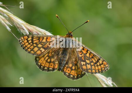 Marsh Fritillary Butterfly (Euphydryas aurinia) sonnt sich auf Grasblüten auf einer Kreidegraswiese, Wiltshire, Großbritannien, Mai. Stockfoto