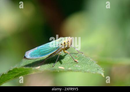 Grüner Blatttüpfer (Cicadella viridis) auf einem Blatt stehend, Wiltshire, Großbritannien, Juli. Stockfoto