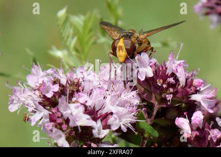 Kleine Hornissen hoverfly (Volucella inanis), die sich von einem Wildmarjoram (Origanum vulgare) Blumenkopf mit seinem langen Proboscis ernähren, Wiltshire, Großbritannien, August. Stockfoto