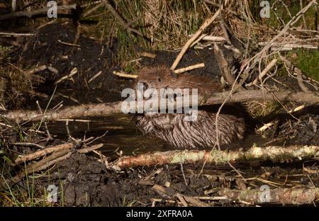 Eurasischer Biber (Castor Fiber), der nachts in einem großen Waldgehege von einem Zweig nagt, Devon Beaver Project, betrieben vom Devon Wildlife Trust, Devon, Großbritannien, März. Aufgenommen von einer ferngesteuerten Kamerafalle. Stockfoto