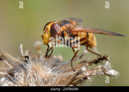 Kleiner Hornet hoverfly (Volucella inanis) Porträt, Sonning on Vegetation, Wiltshire, Großbritannien, August. Stockfoto