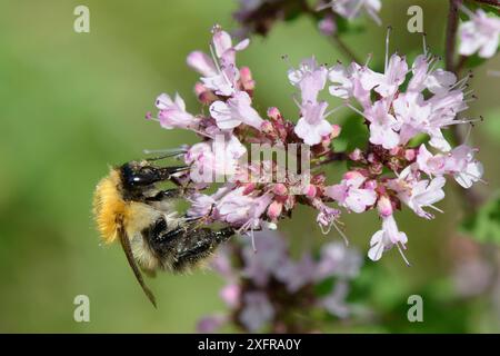 Gemeine Carder Hummel (Bombus pascuorum) Nektaring on Wild Marjoram (Origanum vulgare) Blwerhead, Wiltshire, UK, August. Stockfoto