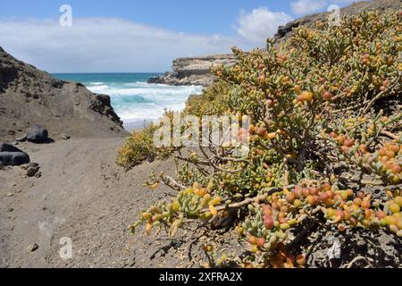 Meerestrauben / Uvas de mar (Zygophyllum / Tetraena fontanesii) Sträucher wachsen in Gulley in vulkanischen Felsklippen, die hinunter zu einem Strand führen, La Pared, Fuerteventura, Mai. Stockfoto