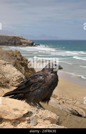 Kanarische Insel Raven (Corvus corax tingitanus), Erwachsener auf der Klippe mit Meer im Hintergrund, Fuerteventura, Kanarische Inseln, Mai. Dies ist die kleinste Unterart des Rabens, die auf Marokko und die Kanarischen Inseln beschränkt ist. Stockfoto