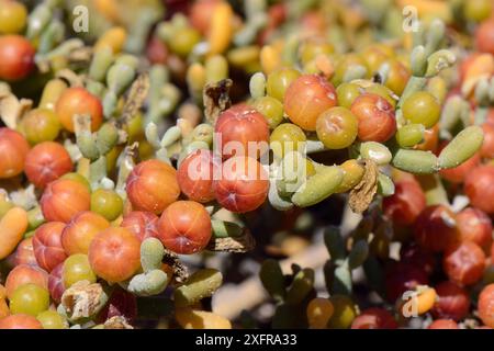 Sea grape/Uvas de Mar (Zygophyllum/Tetraena fontanesii) Früchte und Blätter, La Pared, Fuerteventura, Mai. Stockfoto