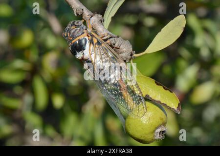 Europäischer/gemeiner Zikada (Lyristes plebejus), der von einem Granatapfelbaum herrührt, in der Nähe von Nafplio, Peloponnes, Griechenland, Juli. Stockfoto