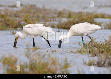 Zwei eurasische Löffelvögel (Platalea leucorodia), die zusammen in Gezeitenmooren auf Nahrungssuche sind, einer mit einem Farbring, der drei Jahre zuvor in Dänemark als Nistling befestigt war, Sotavento Lagune, Fuerteventura, Kanarische Inseln, Mai. Stockfoto