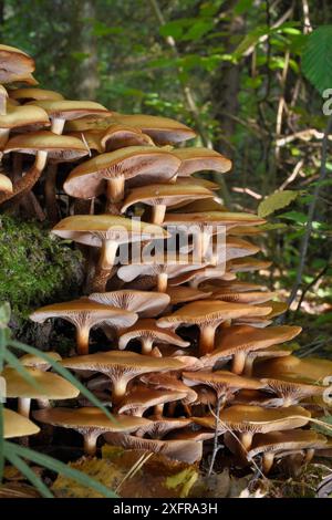 Große Gruppe von Honigpilzen (Armillaria mellea), die auf einem Baumstamm in Laubwäldern in der Nähe von Olsztynek, Masurien, Polen, im September wächst. Stockfoto