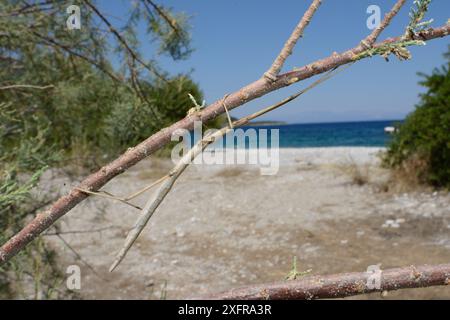 Stabinsekte (Bacillus atticus atticus), eine Küstenart Süditaliens und Griechenlands, in einem Tamarisken-Baum (Tamarix sp.) Wächst hinter einem Strand, in der Nähe von Astros, Arcadia, Peloponnes, Griechenland, Juli. Stockfoto