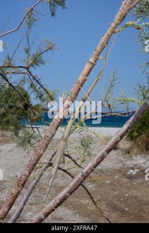 Stabinsekte (Bacillus atticus atticus), eine Küstenart Süditaliens und Griechenlands, in einem Tamarisken-Baum (Tamarix sp.) Wächst hinter einem Strand, in der Nähe von Astros, Arcadia, Peloponnes, Griechenland, Juli. Stockfoto