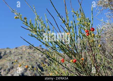 Poet's Cassia / Osyris (Osyris alba) Busch mit roten Beeren inmitten der Macchia an der Küste. Eine Pflanze aus der Familie der Misteln, halbparasitisch an den Wurzeln anderer Arten, in der Nähe von Nafplio, Argolis, Peloponnes, Griechenland, Juli. Stockfoto