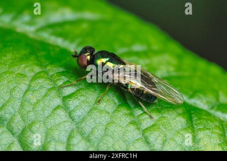 Schwarzgehörnte Edelsteinfliege (Microchrysa polita) - weiblich Stockfoto