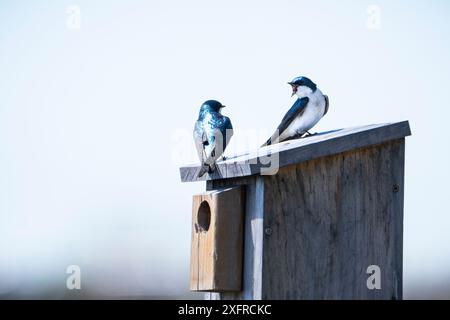 Baumschwalben hockten auf ihrem Vogelhaus in einem Naturschutzgebiet am St. Lawrence River. Stockfoto