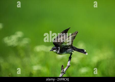 Der östliche Königskönig hockte auf einem Ast auf der Suche nach Insekten Stockfoto