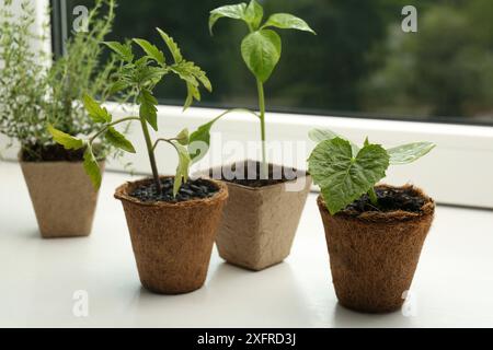 Tomaten-, Pfeffer- und Gurkensetzlinge wachsen in Töpfen auf Fensterbank, Nahaufnahme Stockfoto