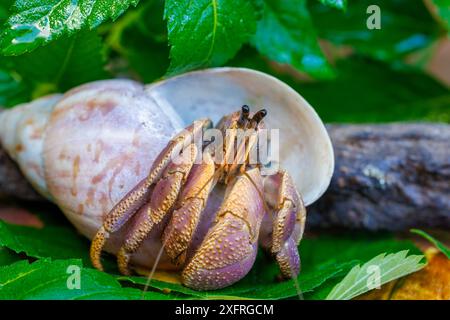 Das coconut Crab, Birgus latro, ist die grösste der Einsiedlerkrebs Familie erreichen so viel wie sechs Pfund. Die Jungen bewohnen die traditionelle shell Home Stockfoto