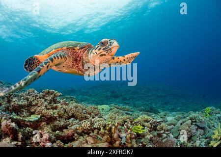 Indopazifische Karettschildkröte, Eretmochelys imbricata, auf einem tropischen Korallenriff auf Fidschi. Stockfoto