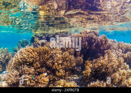 Bei Ebbe brechen diese weichen Korallen in den Untiefen die Meeresoberfläche des Piti Bay Meeresschutzgebiets auf Guam, Mikronesien, Marianen, Philippinen Stockfoto