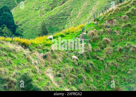 Schafweide in der Region Manawatu-Whanganui - Neuseeland Stockfoto