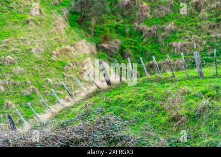 Schafweide in der Region Manawatu-Whanganui - Neuseeland Stockfoto