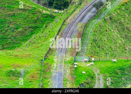 Schafweide in der Region Manawatu-Whanganui - Neuseeland Stockfoto