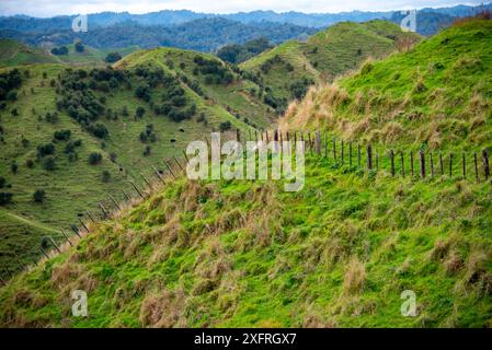 Schafweide in der Region Manawatu-Whanganui - Neuseeland Stockfoto