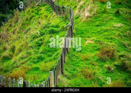 Schafweide in der Region Manawatu-Whanganui - Neuseeland Stockfoto