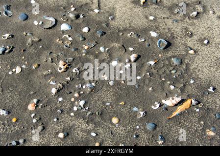 Muscheln am Mangawhai Heads Beach - Neuseeland Stockfoto