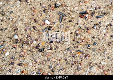 Muscheln am Mangawhai Heads Beach - Neuseeland Stockfoto