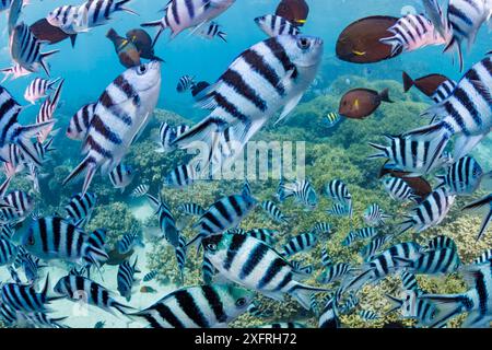 Der Sergeant Abudefduf sexfasciatus ist auch bekannt als der schwarz gestreifte Damselfish und der gestreifte Damselfish, Guam, Mikronesien, Mariana Stockfoto