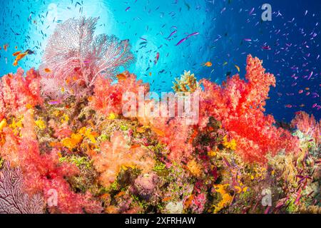 Alconarian und Gorgonien Korallen mit Schulbildung Anthias dominieren diese Fidschi Riff. Stockfoto