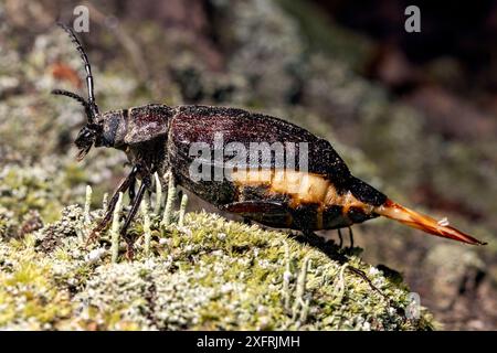 Weiblicher Breithalswurzelkäfer (Prionus laticollis) mit Ovipositor Extended - Brevard, North Carolina, USA Stockfoto