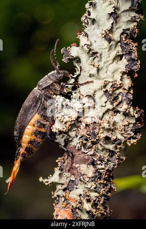 Weiblicher Breithalswurzelkäfer (Prionus laticollis) mit Ovipositor Extended - Brevard, North Carolina, USA Stockfoto