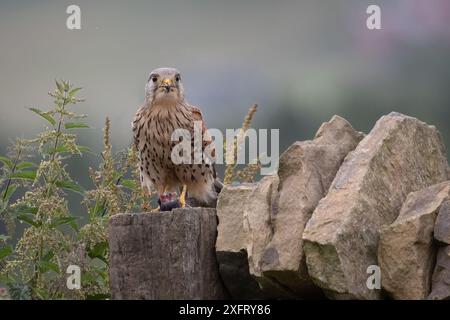 Ein warnender männlicher Turmfalke steht oben auf einem Pfosten am Ende einer Trockenmauer. Er isst ein kleines Nagetier, während er in die Kamera starrt Stockfoto