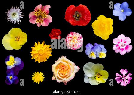 Verschiedene bunte Blumen Stockfoto