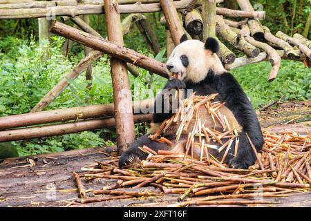 Niedlicher Pandabär, der in einem Haufen Bambussprossen sitzt und zwischen grünen Wäldern frühstückt. Ein riesiger Panda isst Bambus. Erstaunliches wildes Tier im Wald. Stockfoto