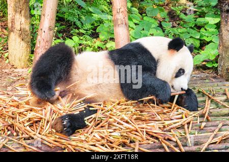 Nahaufnahme des süßen, lustigen Riesenpandas, der in einem Haufen von Bambussprossen liegt. Pandabär, der sich zwischen grünen Wäldern amüsiert. Erstaunliches wildes Tier im Wald. Stockfoto