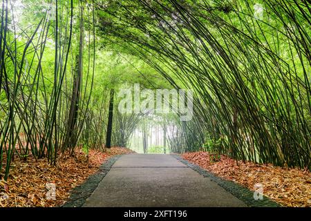 Malerischer schattiger Pfad durch Bambuswälder. Steinweg zwischen grünen Bambusbäumen im Wald. Stockfoto