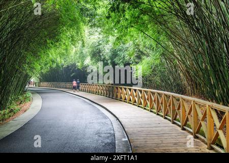 Malerische gewundene Straße und Holzsteg zwischen grünen Bambuswäldern. Fantastische Straße durch den Wald. Wunderschöne Bambusbäume. Stockfoto