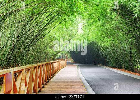 Holzsteg entlang der gewundenen Straße zwischen Bambuswäldern. Malerische Straße durch den Wald. Wunderschöne grüne Bambusbäume. Stockfoto