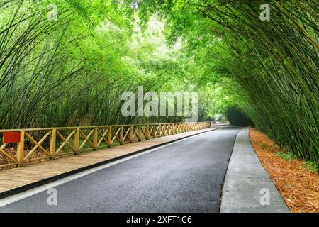 Erstaunlich gewundene Straße zwischen grünen Bambuswäldern. Malerische Straße durch den Wald. Wunderschöne Bambusbäume. Stockfoto