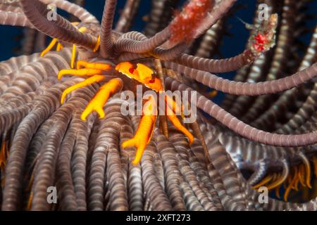 Ein hockender Hummer, Allogalathera elegans, auf einem Krinoid, Comanthus bennetti, Fidschi. Stockfoto